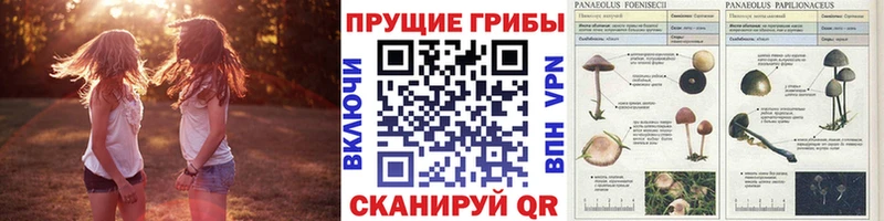 Псилоцибиновые грибы Psilocybine cubensis  блэк спрут ONION  Сыктывкар 
